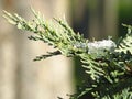 Cupressus tree green leaves closeup view covered with snow. Blurred background. Space for text. Environment protection.