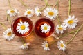 Cups of herbal chamomile tea with fresh chamomile flowers on a wooden table Royalty Free Stock Photo