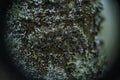 Cups of lichen and moss Royalty Free Stock Photo