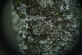 Cups of lichen and moss Royalty Free Stock Photo