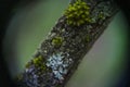 Cups of lichen and moss Royalty Free Stock Photo