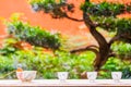 Cups of tea with bonsai Royalty Free Stock Photo