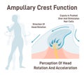 Cupula, vestibular system organ. Inner ear ampullary cupula providing Royalty Free Stock Photo