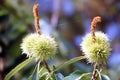 Close up of some cupule of Sweet Chestnut Castanea sativa Royalty Free Stock Photo