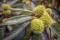 Cupules and leaves of a sweet chestnut tree from close Royalty Free Stock Photo