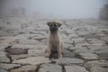 Cur puppy in foggy day on the stone lane. mist and dogs