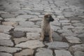 Cur puppy in foggy day on the stone lane. mist and dogs