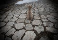 Cur puppy in foggy day on the stone lane. mist and dogs