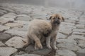 cur puppy in foggy day on the stone lane. mist and dog(s