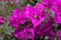 Curacao bougainvillea brunch