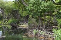 Curacao Rif Mangrove Park landscape