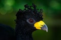 Curassow detail close-up portrait. Bare-faced Curassow, Crax fasciolata, big black bird with yellew bill in the nature habitat, Ba Royalty Free Stock Photo