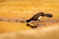 Curassow drinking lake water. Bare-faced Curassow, Crax fasciolata, big black bird with yellew bill in the nature habitat, Barranc