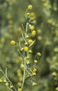 Curative Artemisia absinthium Royalty Free Stock Photo