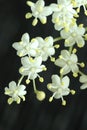 Curative black elder bush blooming