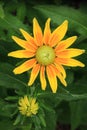 Curative black eyed Susan flower blooming