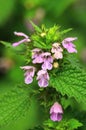 Curative black horehound flower blooming