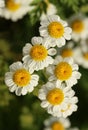 Curative feverfew flower in summer blooming