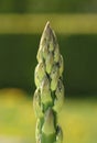 Curative garden asparagus in spring