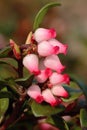 Curative kinnikinnick bush during spring blooming