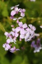 Curative Lunaria rediviva