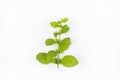 Curative plant melisa isolated on white background Royalty Free Stock Photo