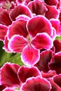 Curative red pelargonium in blossom