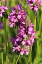 Curative Stachys officinalis Royalty Free Stock Photo