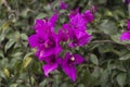 Curazao or bougainvillea flowers with purple flowers with fresh green leaves in summer light with space for text Royalty Free Stock Photo