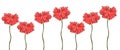 Curb color of poppies on a white background.