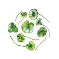 Curcle of centella asiatica watercolor illustration isolated on white. Pennywort, gotu kola herbal plants, cola hand