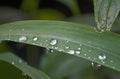 Curcle purity dew drops on green grass leaf after rain