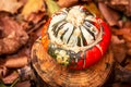 Curcubita maxima `Turbante turco` Turban Squash