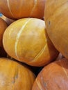 curcubita pepo american pumpkin Royalty Free Stock Photo