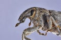 Curculionidae beetle Sitona gressorius on blue background. Close up macro stacking image