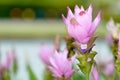 Curcuma alismatifolia, Pink Siam Tulip flower or dok krajiao