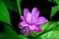 Curcuma aromatica - Wild Turmeric Flower Royalty Free Stock Photo