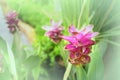 Curcuma Royalty Free Stock Photo