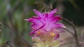 Curcuma domestica Val flower, one of the plants with medicinal properties to treat stomach ailments