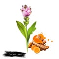 Curcuma flower, root and powder isolated on white. Turmeric Curcuma longa rhizomatous herbaceous perennial plant of ginger family