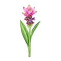 Curcuma flower with stem and leaves. Watercolor illustration. Hand painted blooming curcuma with leaves. Turmeric