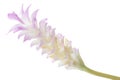 Curcuma flower, Turmeric flower isolated on white background, with clipping path Royalty Free Stock Photo