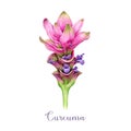 Curcuma flower watercolor illustration. Hand painted blooming turmeric plant. Curcuma bright pink blossom. Ginger family