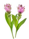 Curcuma flowers Royalty Free Stock Photo