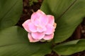 Curcuma Ginger Flower Royalty Free Stock Photo