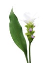 Curcuma hybrid Montblanc Siam Tulip or white Tulip Ginger a white cut flower with green leaf