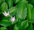 Curcuma longa plants at garden in Singapore Royalty Free Stock Photo