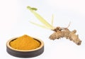 Curcuma longa - turmeric root and powder. Text space Royalty Free Stock Photo