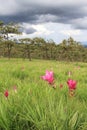 Curcuma in meadow Royalty Free Stock Photo