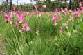 Curcuma in meadow Royalty Free Stock Photo